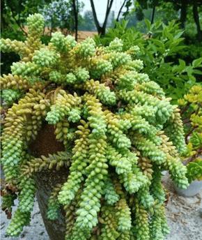 玉坠种植方法和技巧是什么？如何正确种植玉坠？