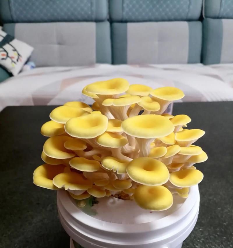 在家里种植菇类的方法是什么？如何确保成功生长？