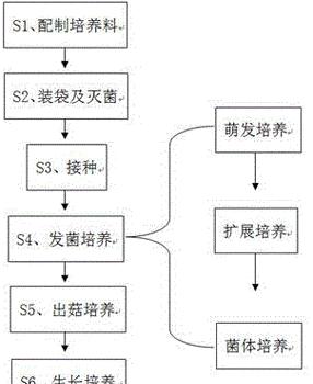 在家里种植菇类的方法是什么？如何确保成功生长？