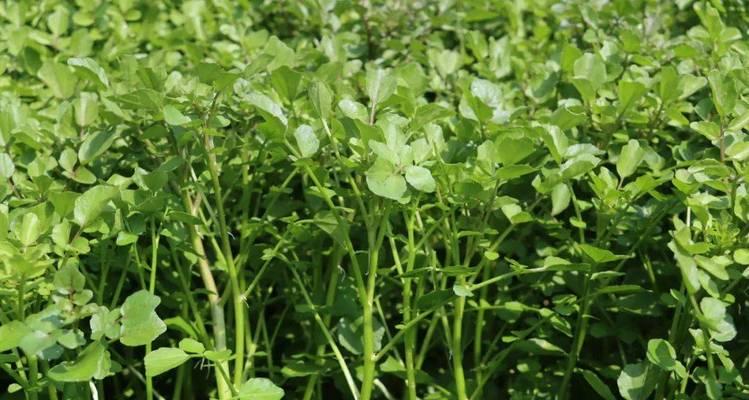 西洋菜育苗种植方法有哪些步骤？如何确保高成活率？
