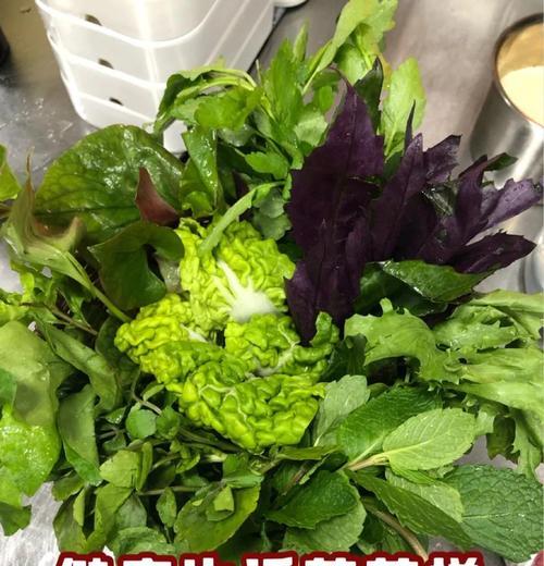 西洋菜育苗种植方法有哪些步骤？如何确保高成活率？
