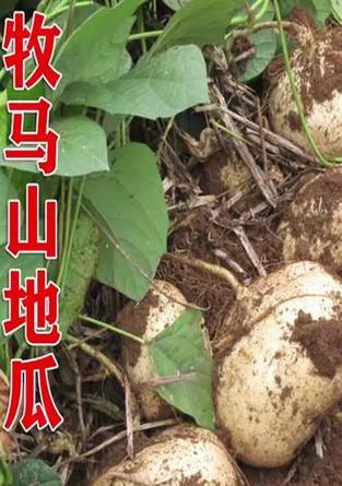 土瓜种植方法有哪些？如何确保土瓜高产？