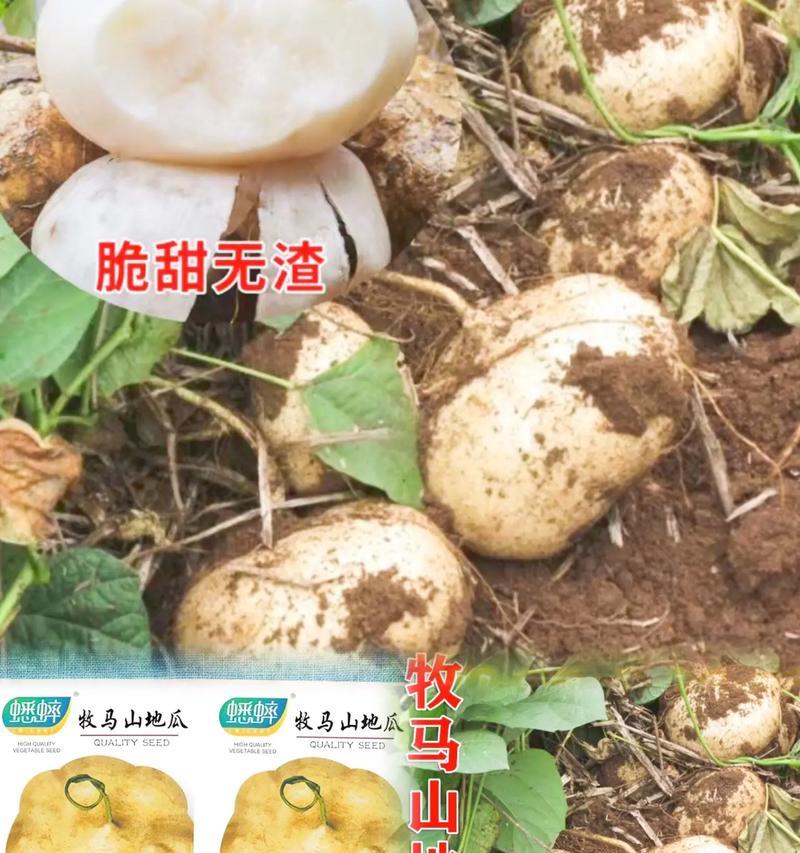 土瓜种植方法有哪些？如何确保土瓜高产？