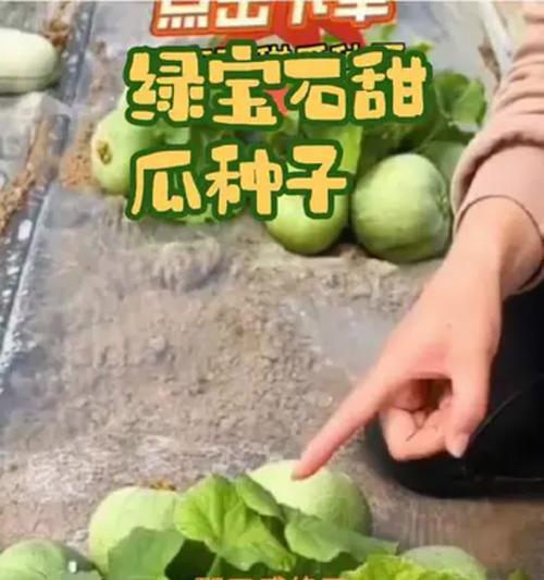 绿宝甜瓜种植方法是什么？如何确保高产丰收？