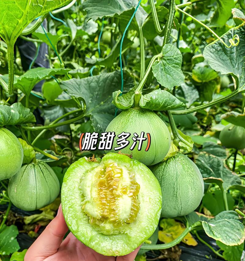 绿宝甜瓜种植方法是什么？如何确保高产丰收？