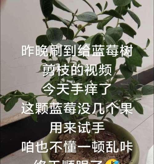 蓝莓苗怎么修剪枝