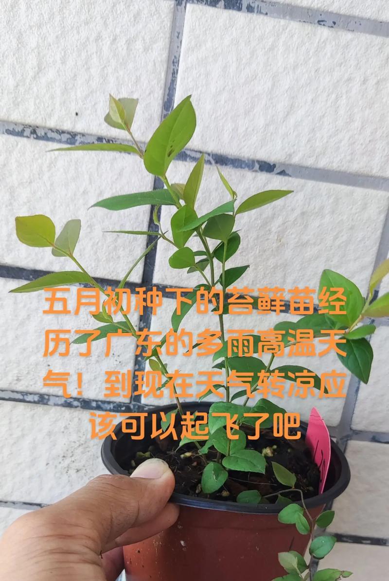 蓝莓苗怎么修剪枝