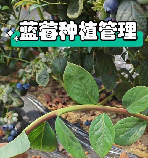 蓝莓苗怎么修剪枝