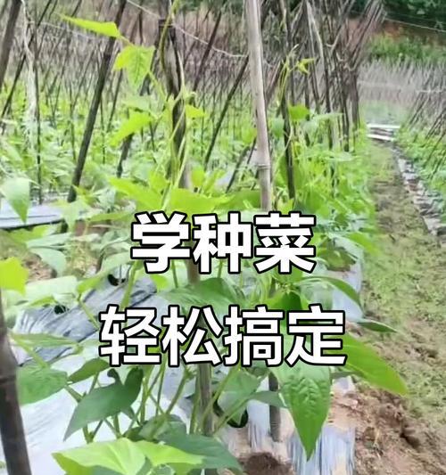 种豇豆怎么种植：一步到位的种植方法指南