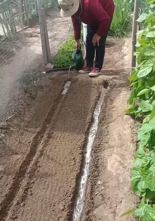 种豇豆怎么种植：一步到位的种植方法指南
