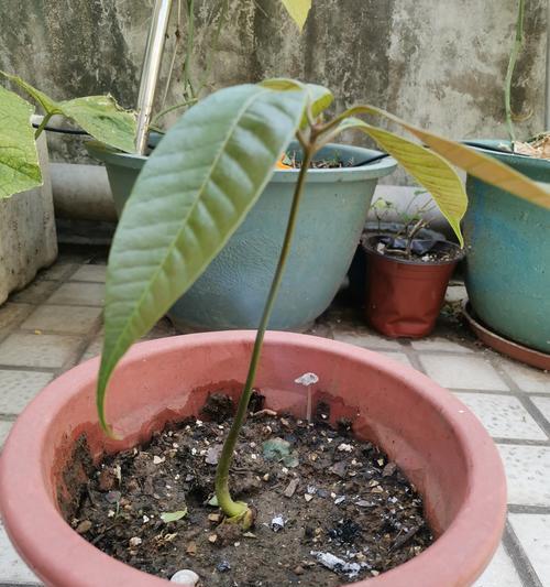 芒果催芽的最佳方法：探索自然与科技的完美结合