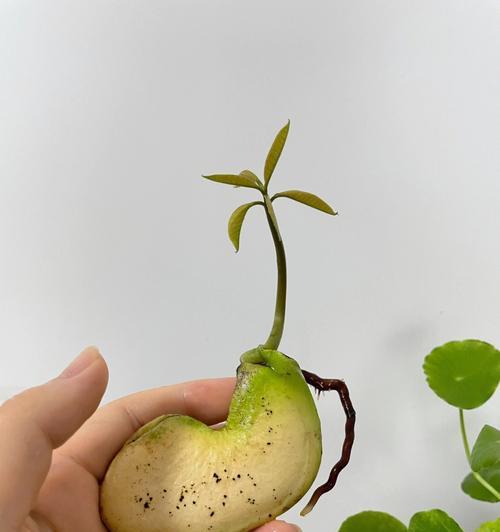 芒果催芽的最佳方法：探索自然与科技的完美结合