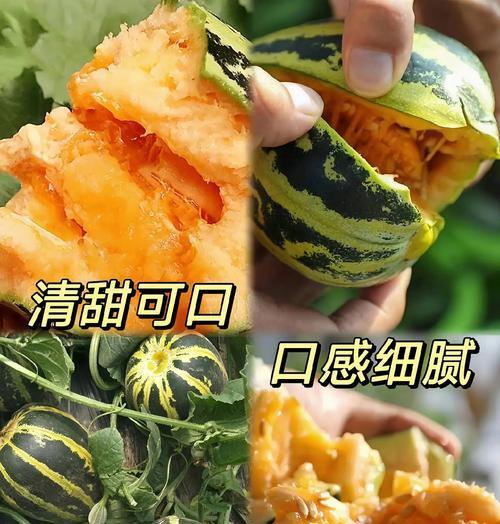 甜瓜催芽后该怎么种