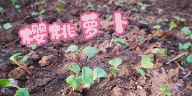 甜瓜催芽后该怎么种