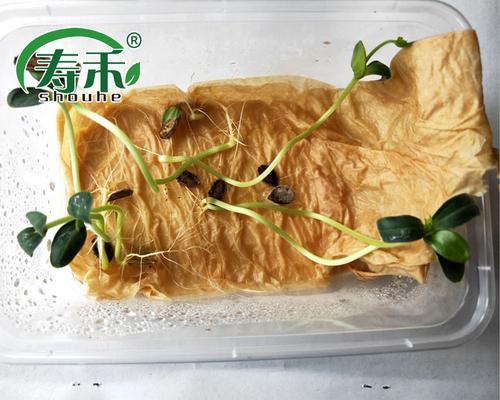 甜瓜催芽后该怎么种