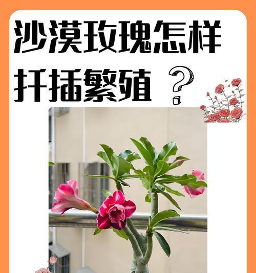 沙漠玫瑰修剪枝指南：掌握正确方法促进健康生长