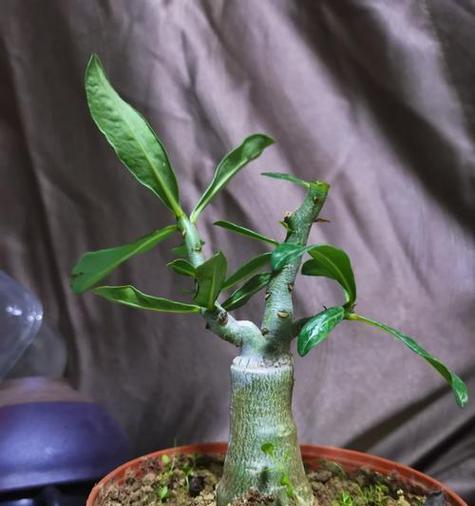 沙漠玫瑰修剪枝指南：掌握正确方法促进健康生长