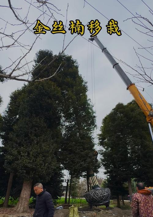 小楠木怎么修剪枝条