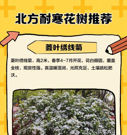 花树种植与施肥技巧全解析