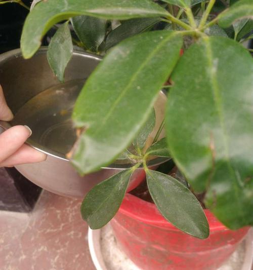 花树种植与施肥技巧全解析