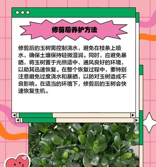 玉桂皮树的种植方法及管理技巧