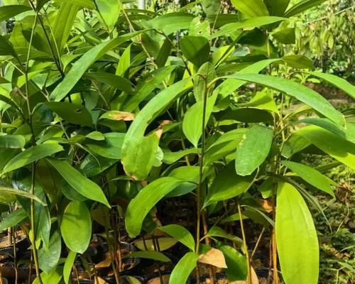 玉桂皮树的种植方法及管理技巧