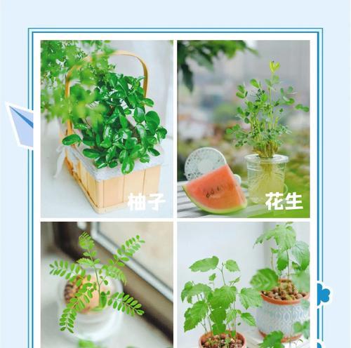 柚子怎么催芽水培：全面指南与技巧