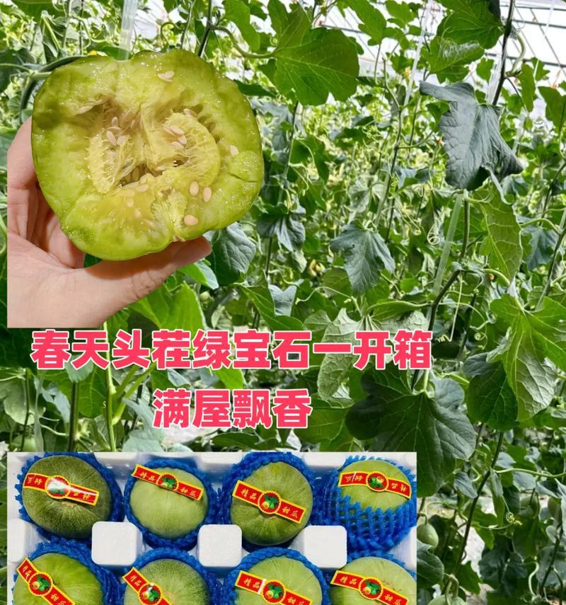 绿宝石甜瓜怎么催芽的