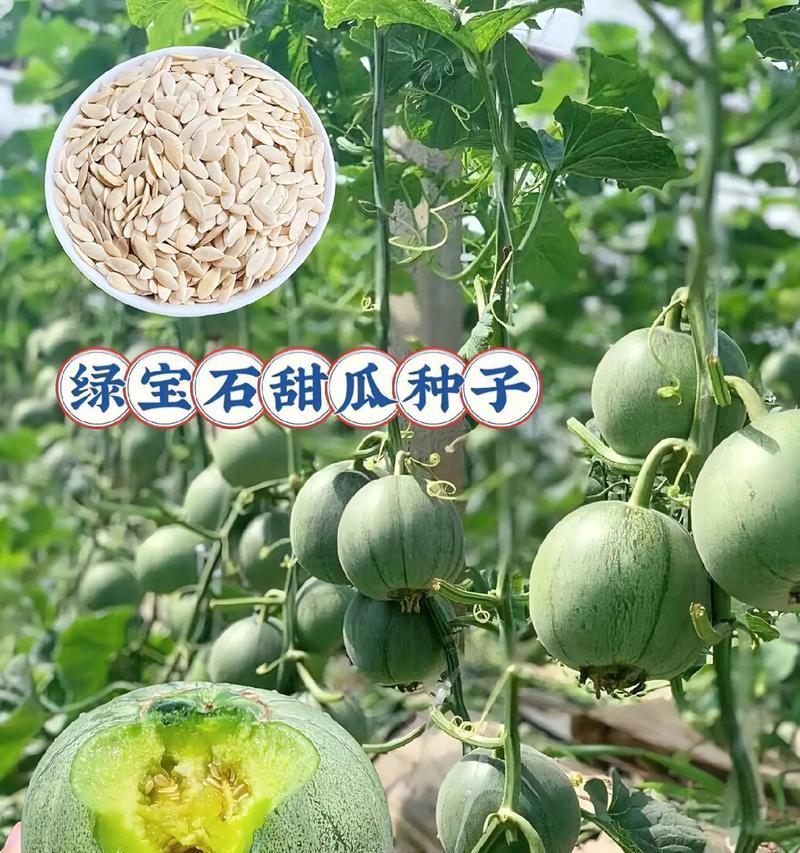 绿宝石甜瓜怎么催芽的