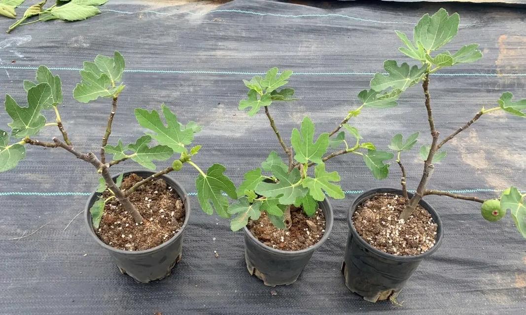 野花苗的修剪枝条技巧：让你的花园更美丽