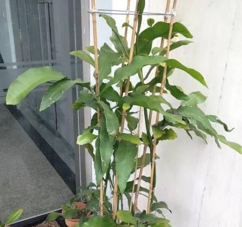 野花苗的修剪枝条技巧：让你的花园更美丽