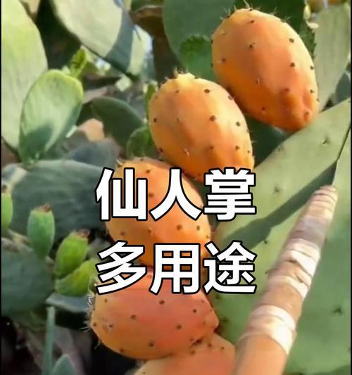 仙人掌西瓜的栽培秘籍：你不知道的种植方法