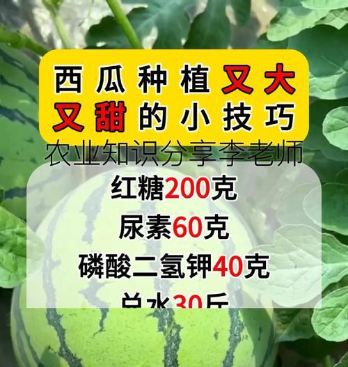 仙人掌西瓜的栽培秘籍：你不知道的种植方法