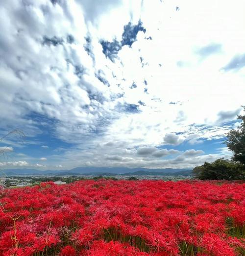 石蒜怎么催芽最快