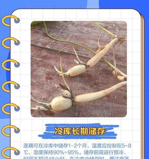 种藕催芽换水怎么办：全面指南助你成功