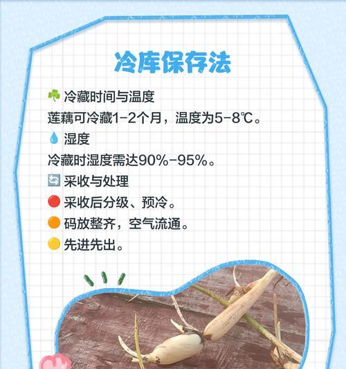种藕催芽换水怎么办：全面指南助你成功