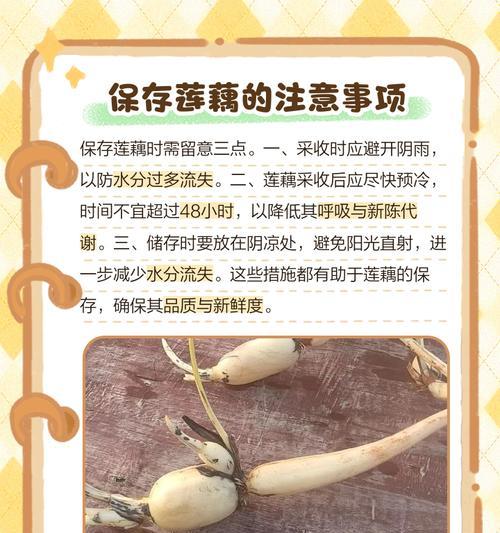 种藕催芽换水怎么办：全面指南助你成功