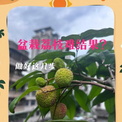 荔枝果怎么催芽最好