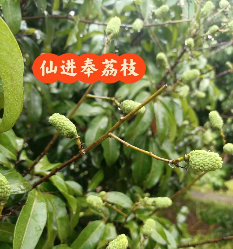 荔枝果怎么催芽最好
