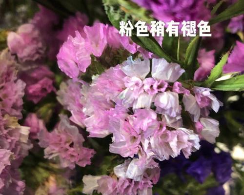 粉色勿忘我的花语是什么？如何表达爱意？