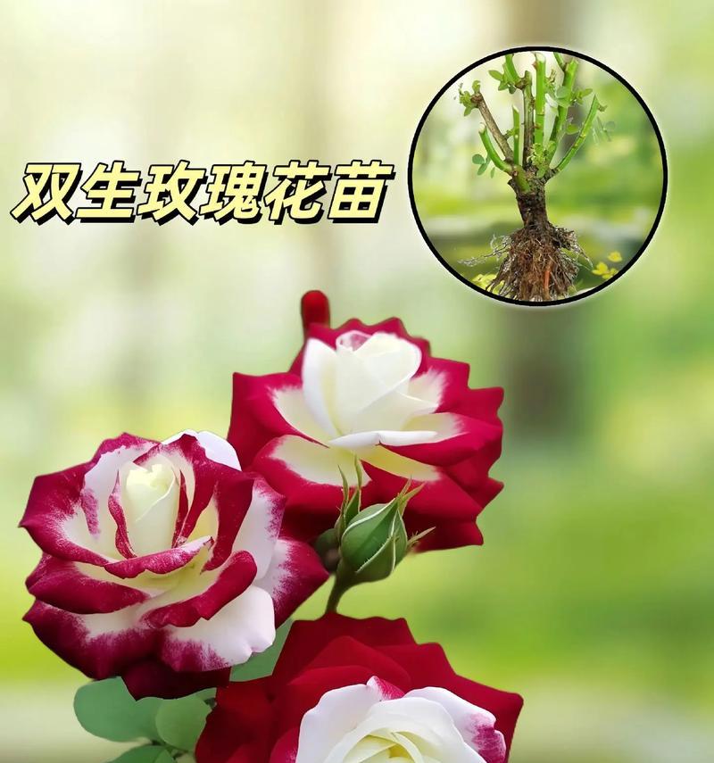 104朵花代表什么含义？花语背后隐藏的意义是什么？
