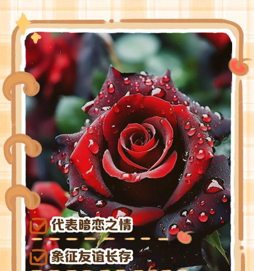 104朵花代表什么含义？花语背后隐藏的意义是什么？