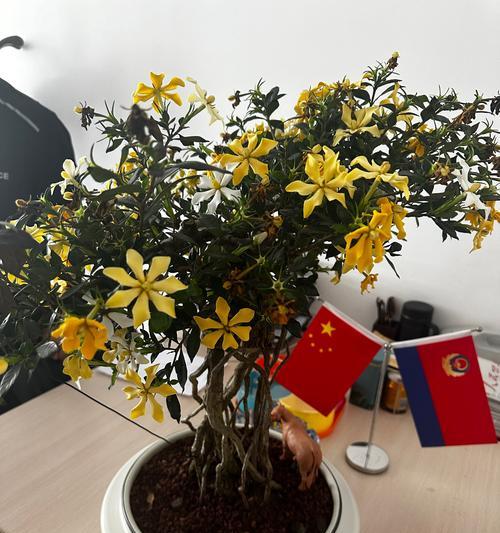 外婆寓意的花是什么花呢？揭秘传统花语背后的故事？