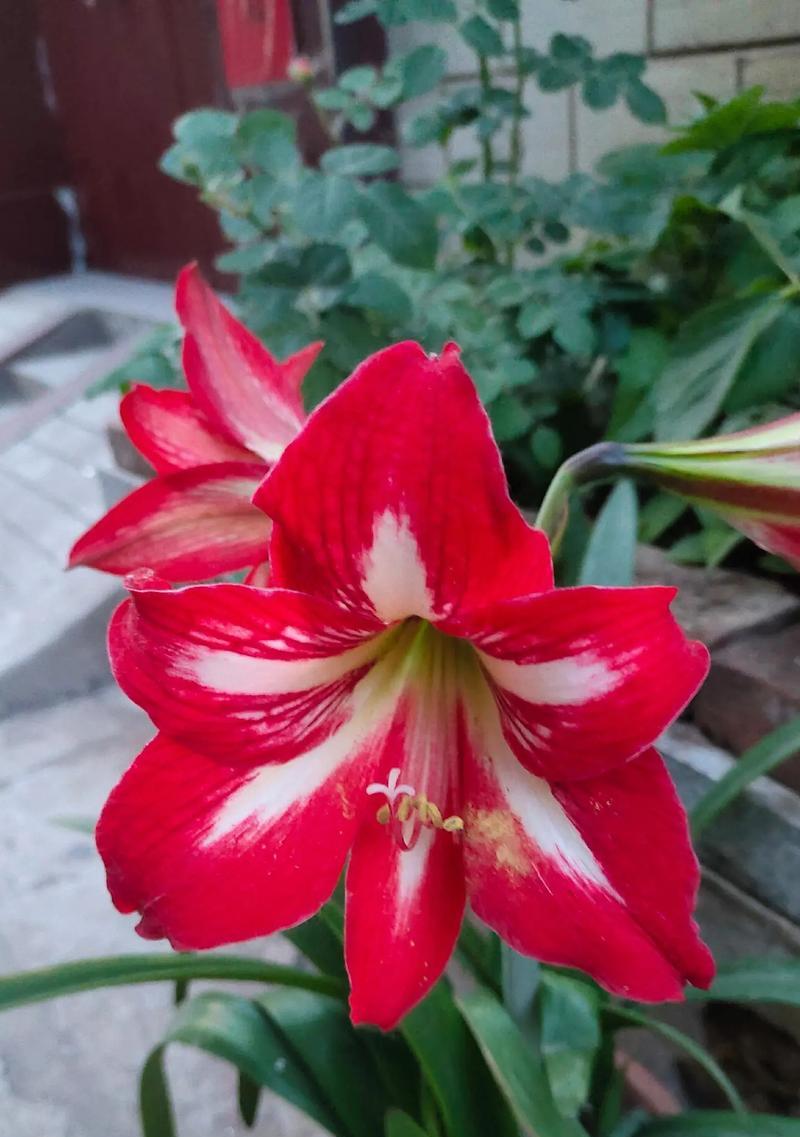 外婆寓意的花是什么花呢？揭秘传统花语背后的故事？
