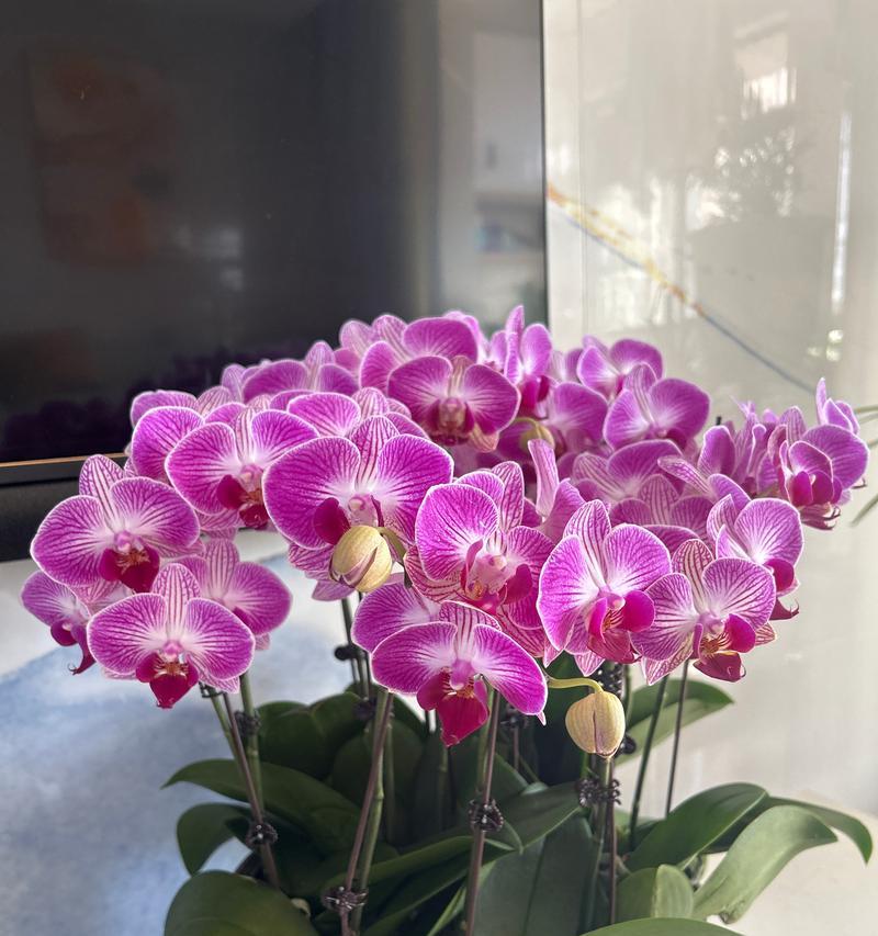 相约草原花语是什么？草原花语的含义和象征是什么？