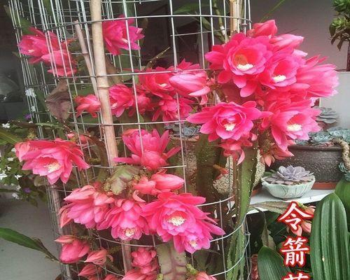 七夕节花卉的寓意是什么？它们有哪些用途？