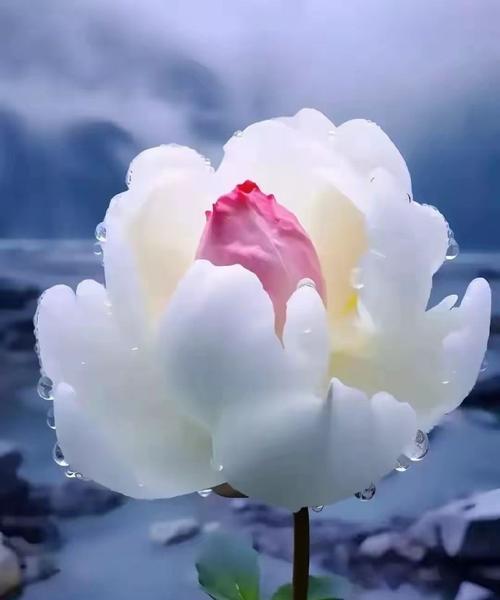 雪莲吉祥花语是什么？如何正确理解雪莲的寓意？
