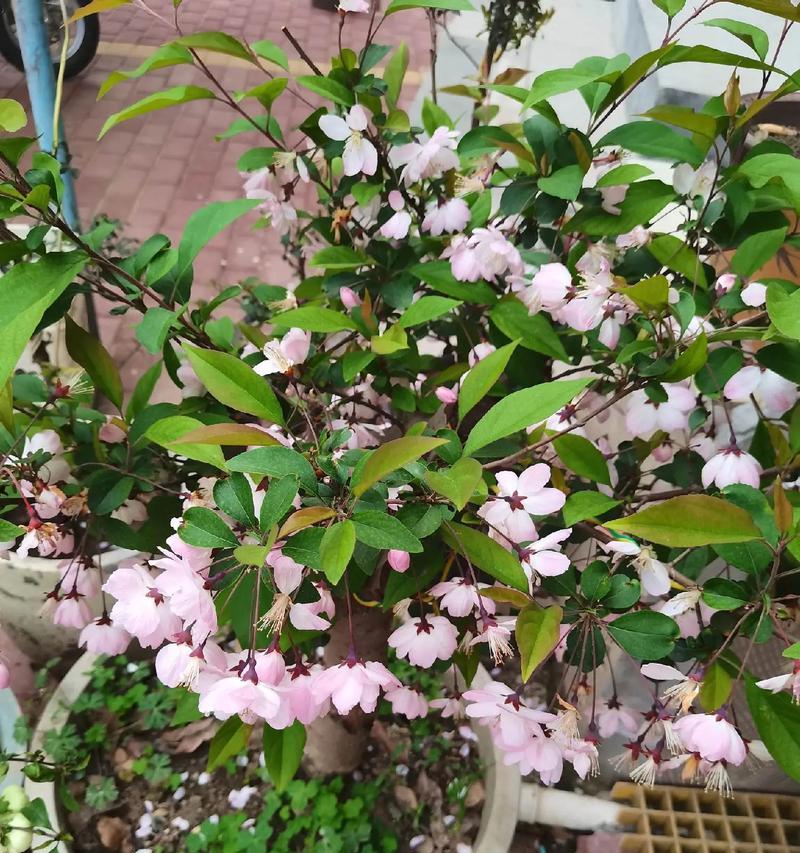 送师傅什么寓意的花好？如何选择寓意吉祥的花卉？