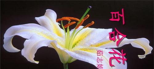 给百合花送金币代表什么含义？金币与百合花的寓意有何关联？
