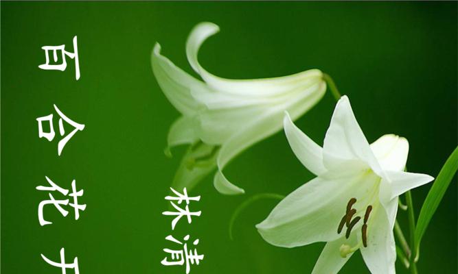 给百合花送金币代表什么含义？金币与百合花的寓意有何关联？